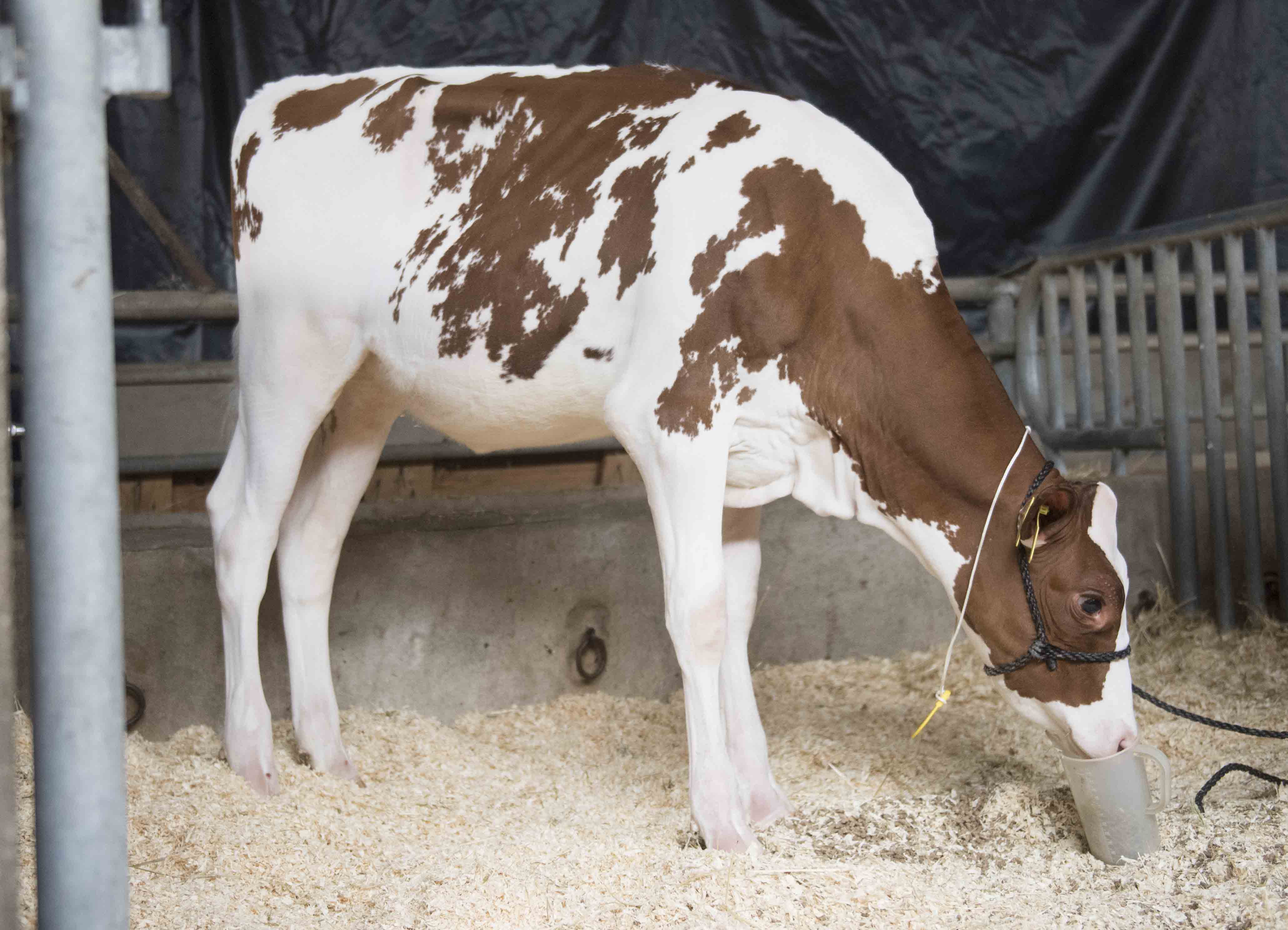 HAH Delila Red PP, hija de APOLL P vendida por 42.000 &euro;